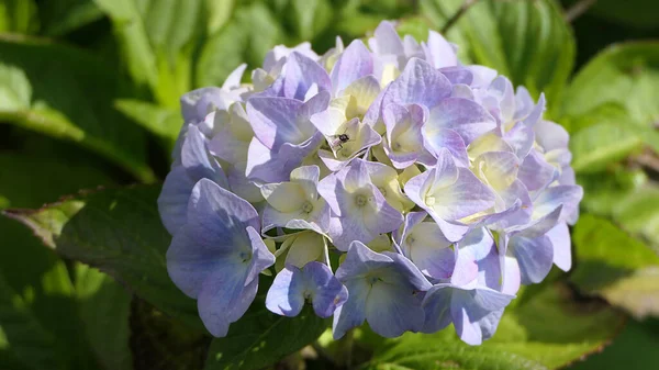 Hermosos Arbustos Hortensias Plena Floración Jardín Reino Unido —  Fotos de Stock