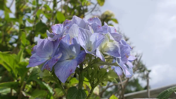 Schöne Hortensiensträucher Voller Blüte Einem Garten Großbritannien — Stockfoto