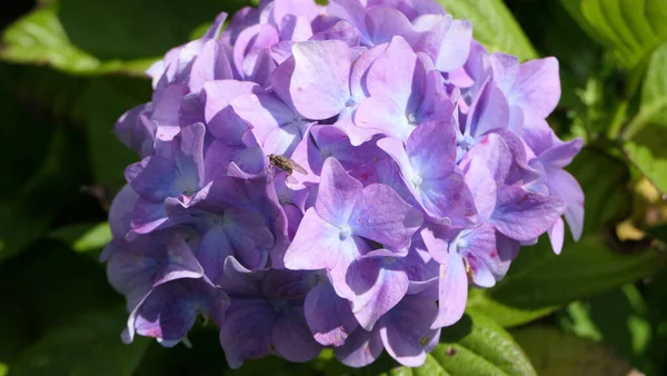 Hermosos Arbustos Hortensias Plena Floración Jardín Reino Unido —  Fotos de Stock