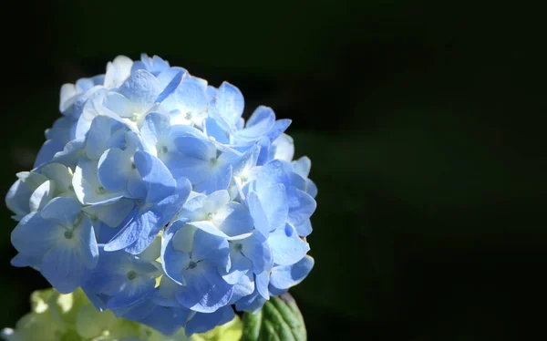 在英国的一个花园里 美丽的海德拉灌木盛开 — 图库照片