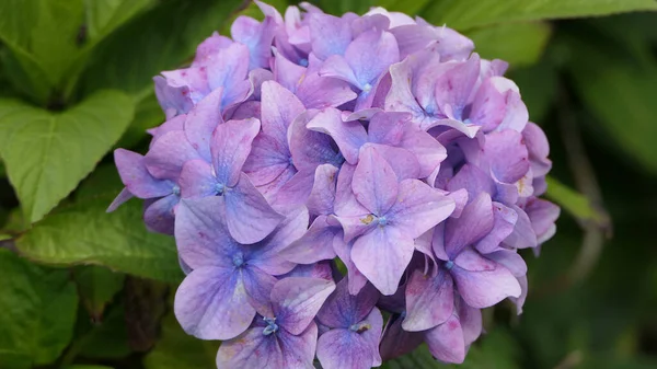 Hermosos Arbustos Hortensias Plena Floración Jardín Reino Unido —  Fotos de Stock