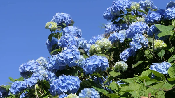 Hermosos Arbustos Hortensias Plena Floración Jardín Reino Unido —  Fotos de Stock