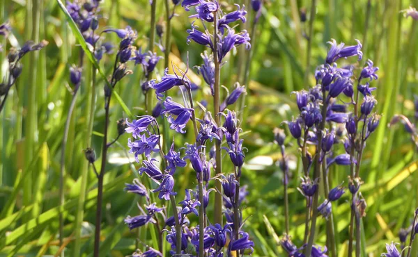 Bonito Bunch Bluebells Hyacinthoides Crescendo Jardim — Fotografia de Stock
