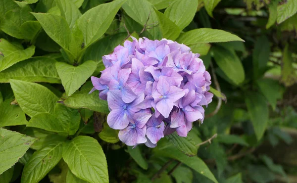 Hermosas Hojas Hortensias Jardín Reino Unido —  Fotos de Stock