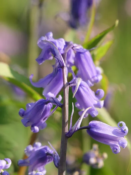 Hermosa Bunch Bluebells Hyacinthoides Creciendo Jardín —  Fotos de Stock