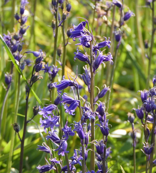 Hermosa Bunch Bluebells Hyacinthoides Creciendo Jardín — Foto de Stock