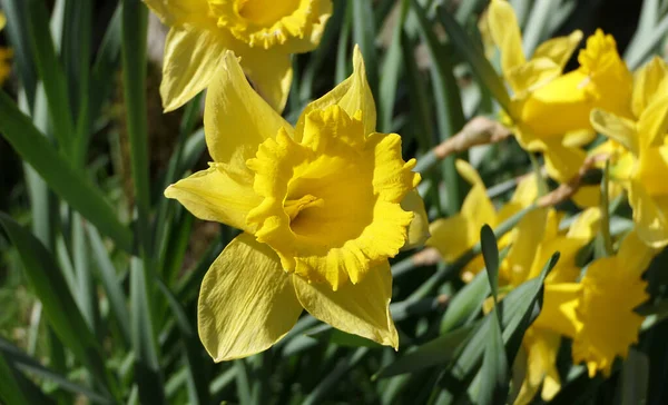 Bunch Beautiful Dick Wilden Daffodils Growing Garden — стоковое фото