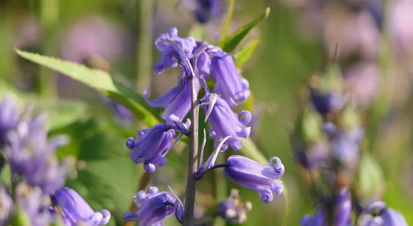 Hermosa Bunch Bluebells Hyacinthoides Creciendo Jardín —  Fotos de Stock