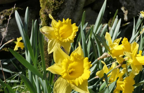 Bunch Beautiful Dick Wilden Daffodils Growing Garden — ストック写真