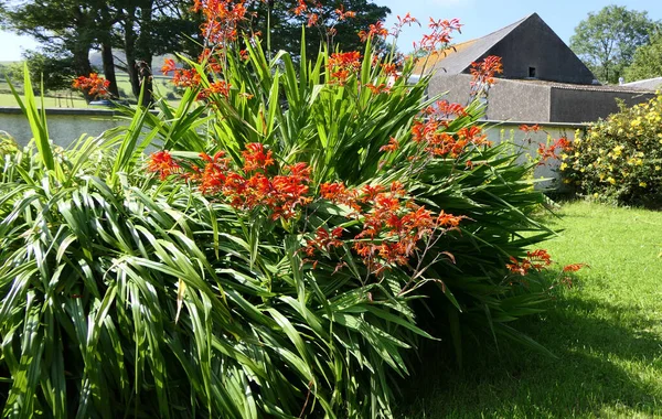 Crocosmia Lucifer kırmızı Montbretia. İridaceae familyasından çiçek açan küçük bir bitki cinsi.