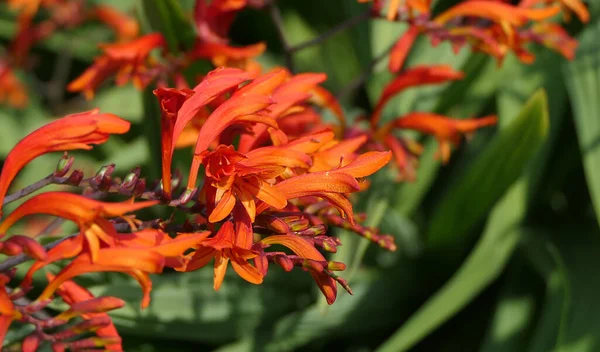 Crocosmia Lucifer kırmızı Montbretia. İridaceae familyasından çiçek açan küçük bir bitki cinsi.