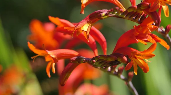 Crocosmia Lucifer Red Montbretia Small Genus Flowering Plants Iris Family — Stock Photo, Image