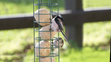 The long-tailed tit feeding on fat balls Coconut halves Suet on a bird table