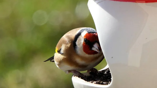 Chardonnerets Nourrissant Partir Une Table Oiseaux Graines Mélangées — Photo