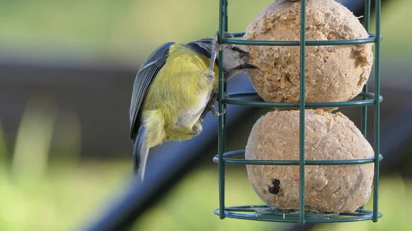 Blue Tit Feeding Fat Balls Coconut Halves Suet Bird Table — Fotografia de Stock