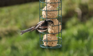 The long-tailed tit feeding on fat balls Coconut halves Suet on a bird table