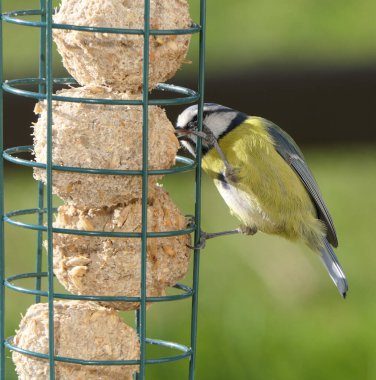 Blue Tit feeding on fat balls Coconut halves Suet on bird table