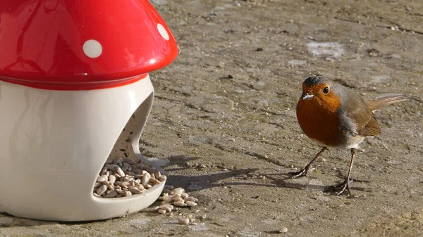 Robin Alimentándose Pienso Setas Cerámica Para Pájaros —  Fotos de Stock