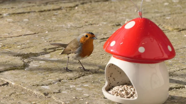 罗宾从蘑菇毒凳上喂食陶瓷鸟 — 图库照片
