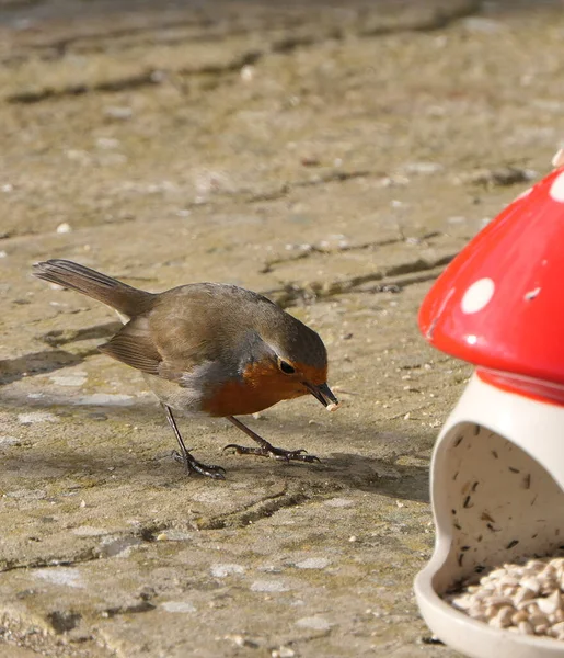 罗宾从蘑菇毒凳上喂食陶瓷鸟 — 图库照片