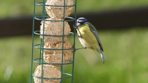 Blue Tit Feeding Fat Balls Coconut Halves Suet Bird Table — Stok fotoğraf