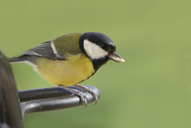 Great Tit sitting on a fence in the UK