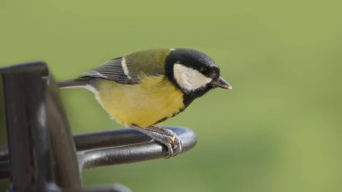 Great Tit sitting on a fence in the UK