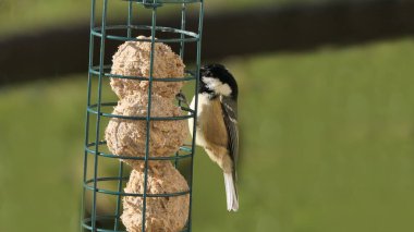 Coal Tit feeding on fat balls Coconut halves Suet on bird table