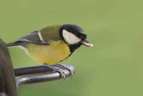 Great Tit Sitting Fence — Fotografia de Stock