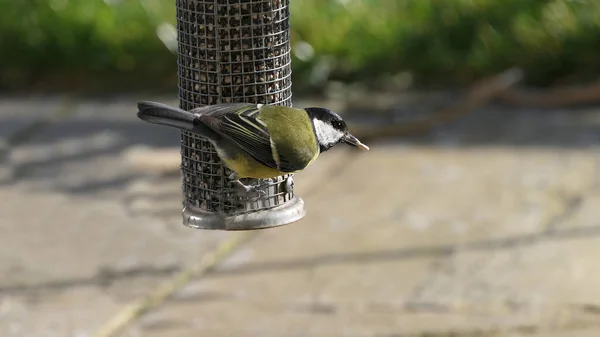 Great Tit feeding from a bird table in the UK