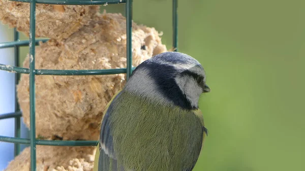 Blue Tit Feeding Fat Balls Coconut Halves Suet Bird Table — Stockfoto