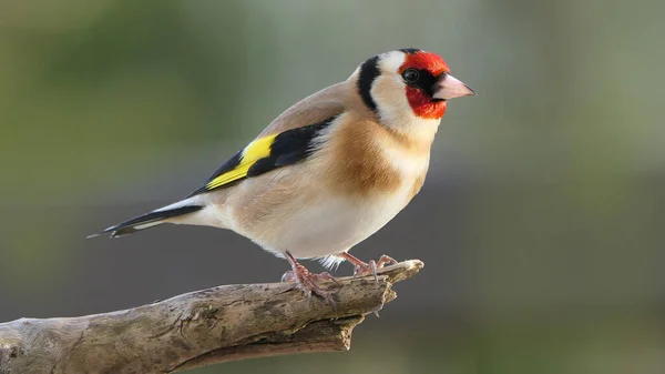 Goldfinch Sedí Větvi Stromě Lese — Stock fotografie