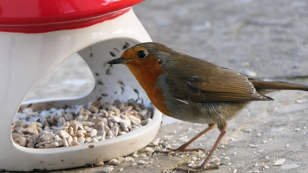 Robin Mantar Mantarı Seramik Kuş Yemliğinden Besleniyor — Stok fotoğraf