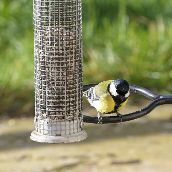 Great Tit feeding from a bird table in the UK