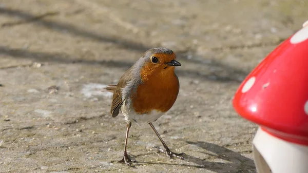 Robin Feeding Mushroom Toadstool Ceramic Bird Feeder — Stock Photo, Image