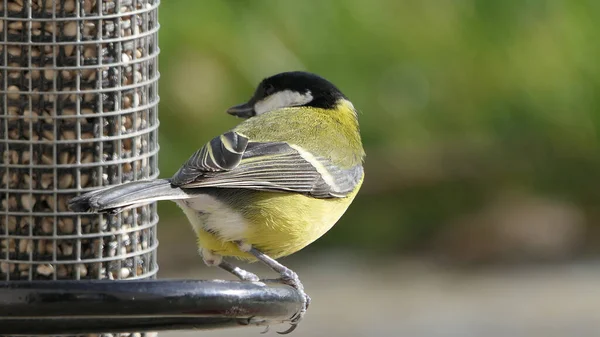 Great Tit feeding from a bird table in the UK