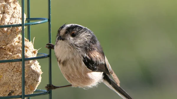 Long Tailed Tit Feeding Fat Balls Coconut Halves Suet Bird — Stock fotografie