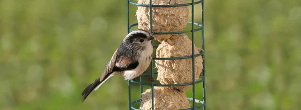 Long Tailed Tit Feeding Fat Balls Coconut Halves Suet Bird — Fotografia de Stock