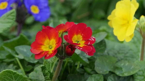 Beautiful Mix Colourful Primroses Flowerbed Spring — Stock Photo, Image