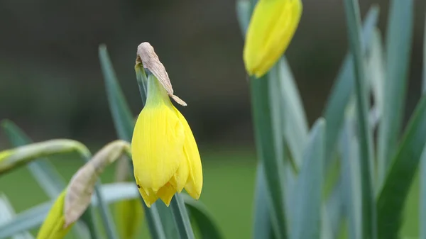 庭で育つ美しい黄色の水仙の素敵な束 — ストック写真