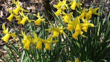 Güzel sarı nergisler duvarlarla çevrili bir bahçede büyüyor.