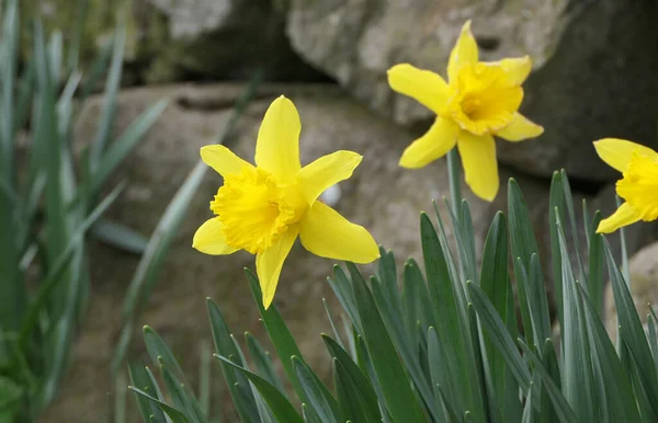 壁に囲まれた庭で育つ美しい黄色の水仙の素敵な束 — ストック写真