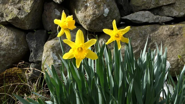 Precioso Ramo Hermosos Narcisos Amarillos Creciendo Jardín Amurallado — Foto de Stock