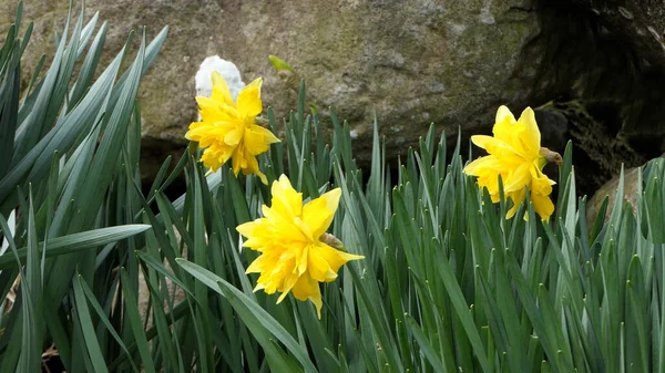 壁に囲まれた庭で育つ美しい黄色の水仙の素敵な束 — ストック写真