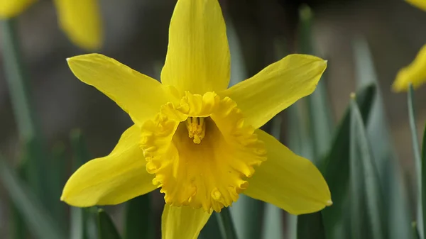 Bel Mazzo Bellissimi Narcisi Gialli Che Crescono Giardino Recintato — Foto Stock