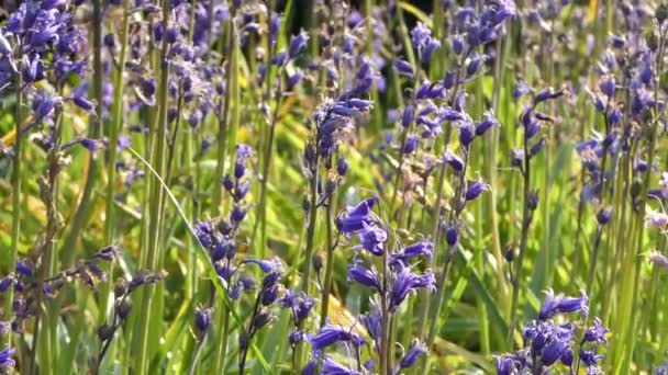 Beautiful Bunch Bluebells Hyacinthoides Blowing Breeze — Stock video