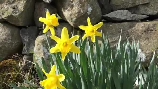 Hermosos Narcisos Amarillos Soplando Brisa Ligera Jardín Amurallado — Vídeo de stock