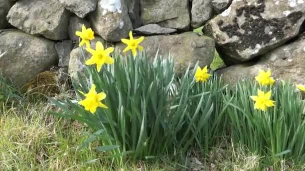 Beautiful Yellow Daffodils Blowing Light Breeze Walled Garden — Stockvideo