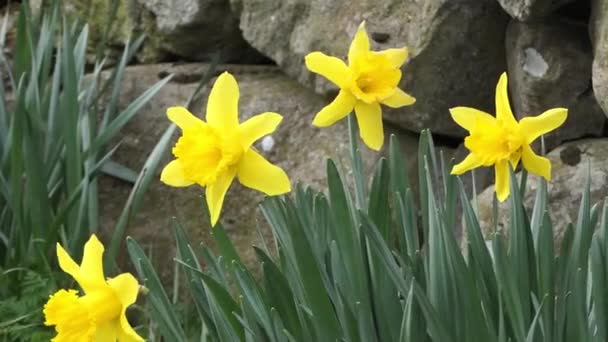 Красивые Желтые Нарциссы Дующие Лёгком Ветерке Саду Стенами — стоковое видео