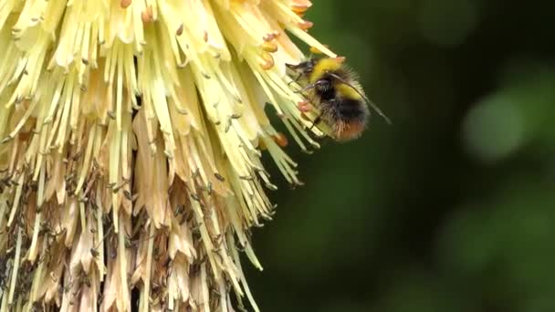 Bee Red Hot Poker Sunny Day — Stock Video